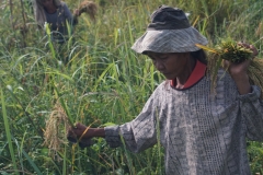 26-Rice-harvesting2.LRC_